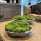 Preserved Moss Bulk Green Natural Preserved Pole Moss Pillow for Potted Plants 2.5 sq.ft Green Moss Balls for Bowls Wall Art Terrariums Crafts Fairy Gardens Easter Table Decor